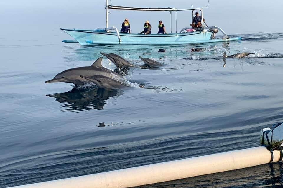 Dolphin
